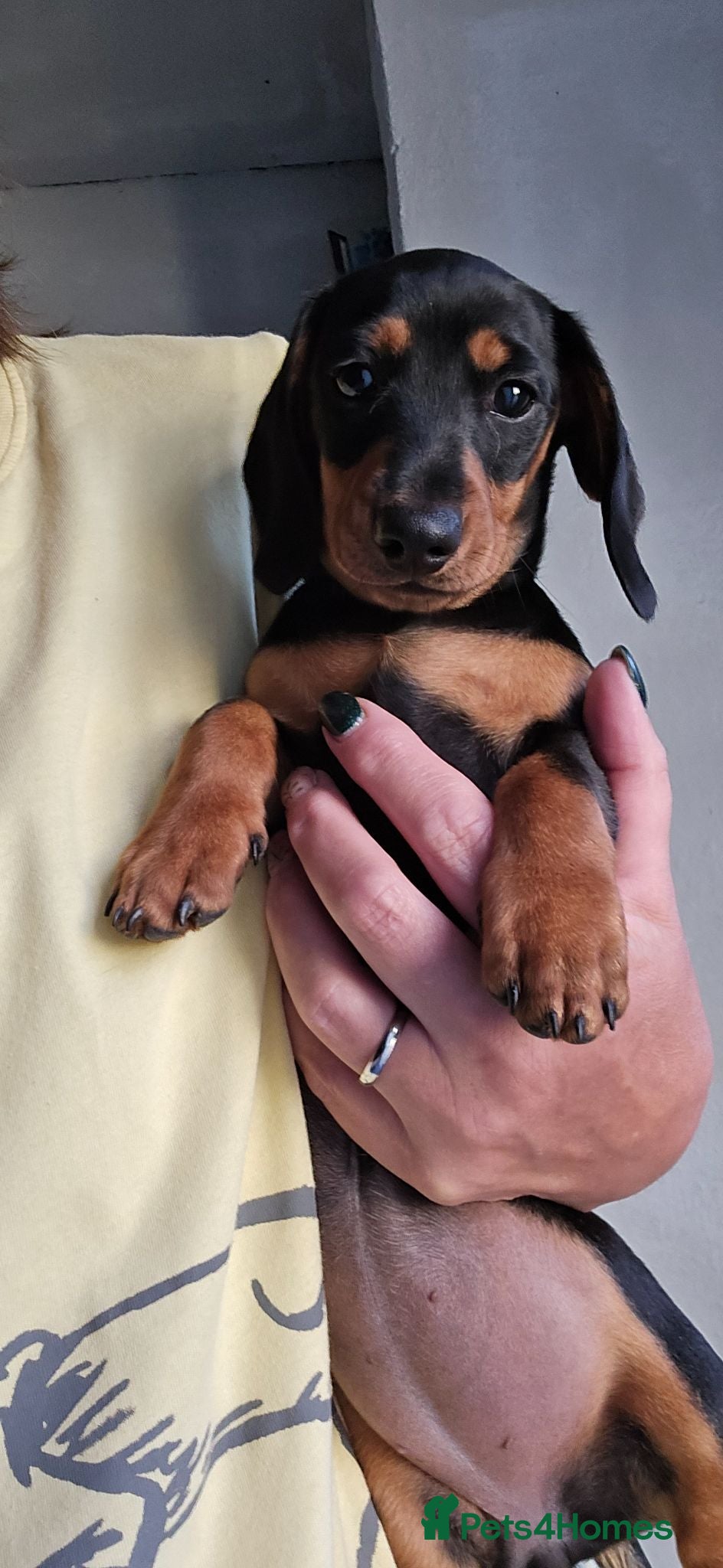 Miniature Dachshund dogs Reduced to get her settled. Last girl - Advert 6
