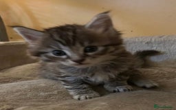 Maine Coon cats for sale: Maine coon kittens  - Image 20