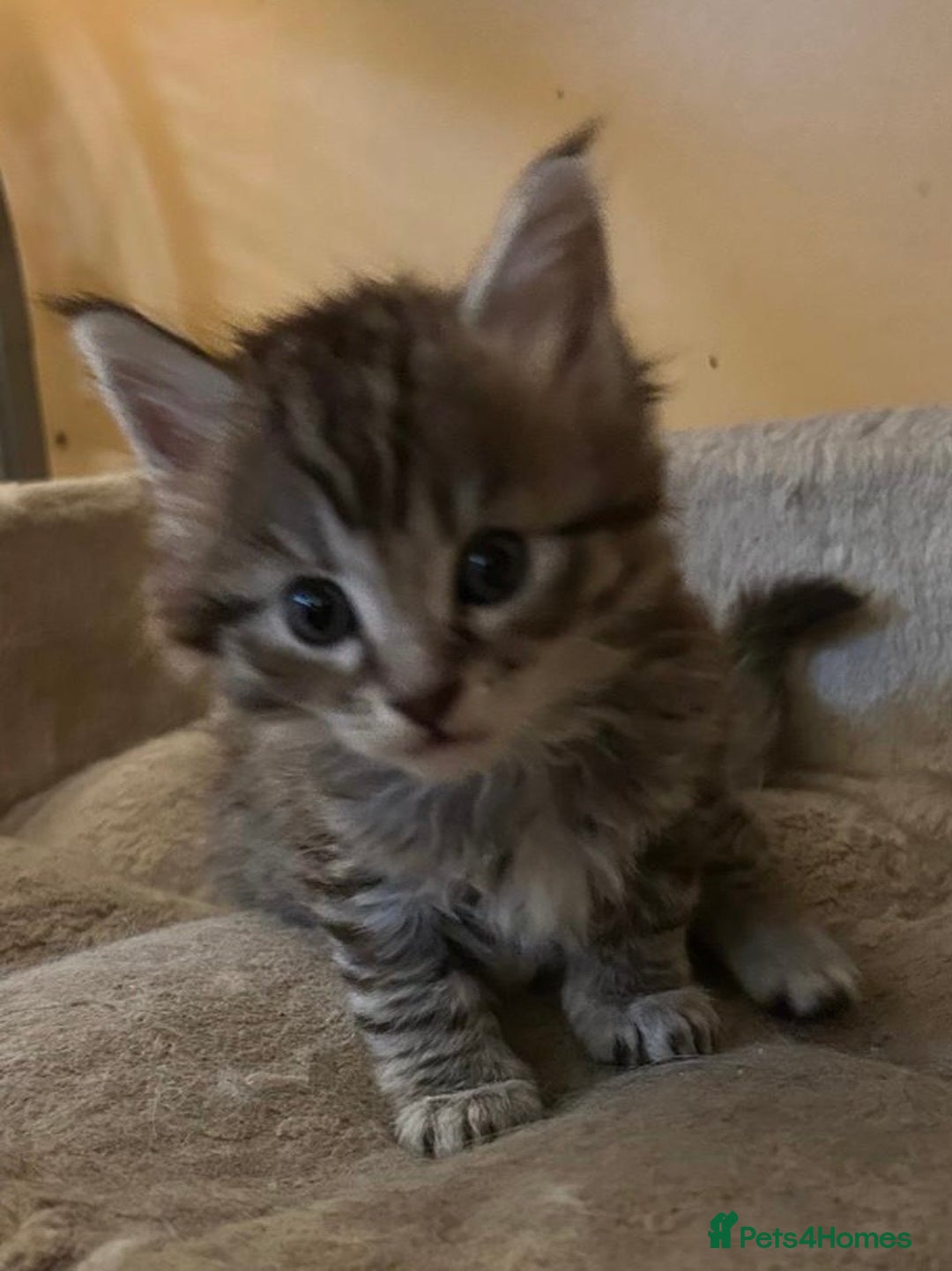 Maine Coon cats for sale: Maine coon kittens  - Image 20