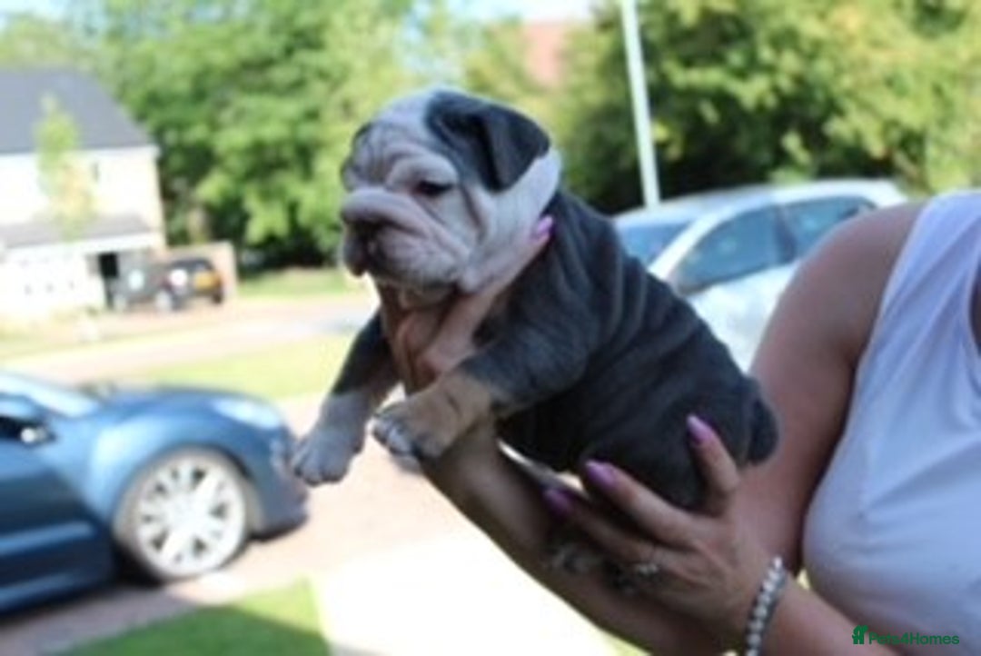 English Bulldog dogs for sale: *REDUCED* English Bulldog Puppies - Image 13