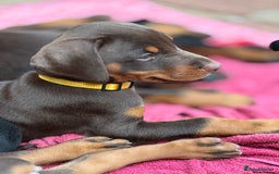 Dobermann dogs for sale: Doberman Puppies For Sale  - Image 6