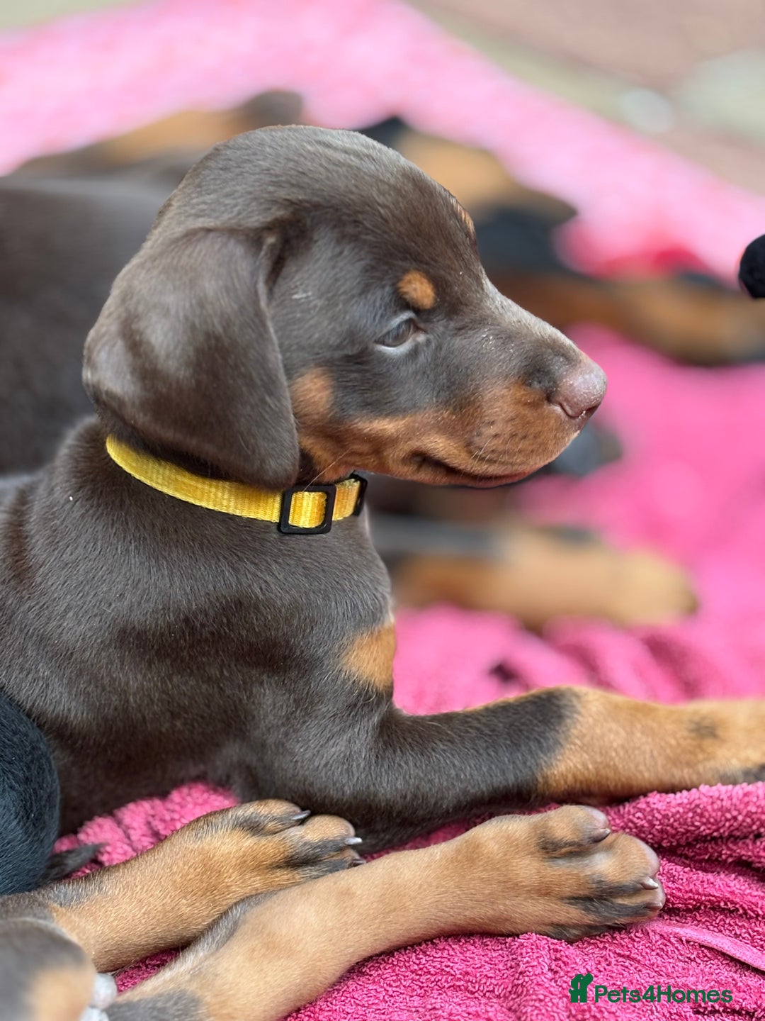 Dobermann dogs for sale: Doberman Puppies For Sale  - Image 6