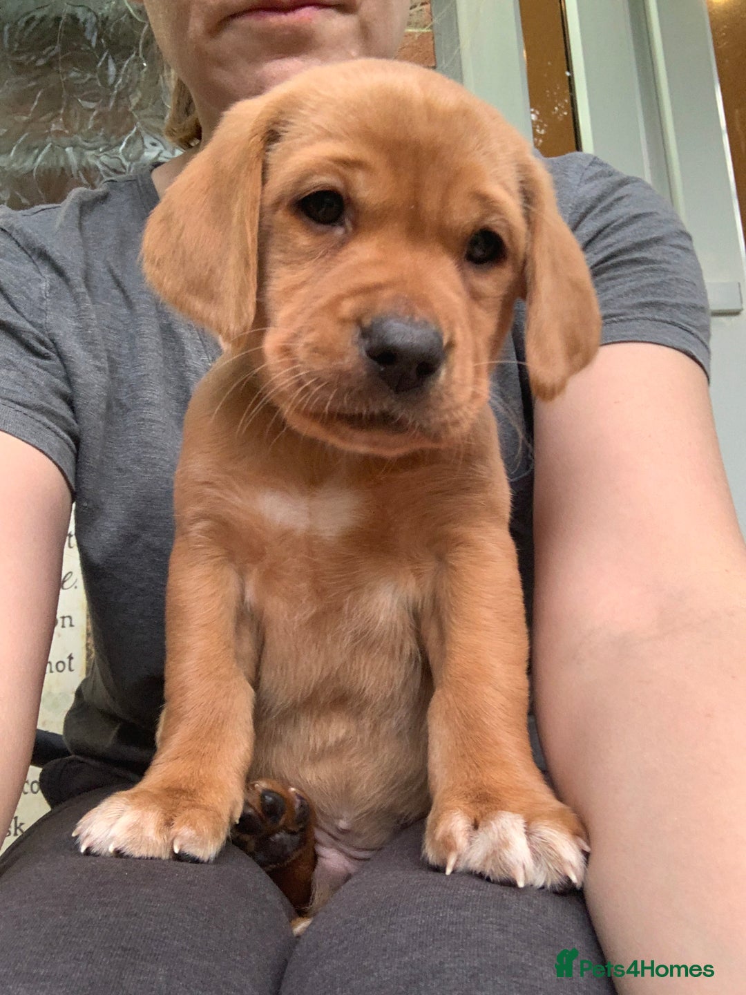 Beautiful Fox Red Labrador Puppies for sale in Waterlooville
