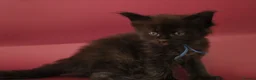 Maine Coon cats for sale: 🔥Gorgeous Maine Coons Available🔥 - Advert 12