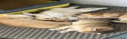 Scottish Fold cats for sale:     Beautiful Scottish Kittens for Reservation 🥰 - Advert 1