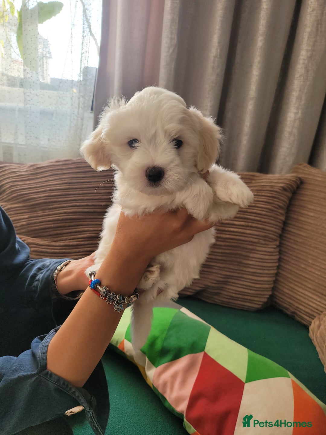 Coton De Tulear dogs for sale: Gorgeous puppies 🐶 KC registered - Image 5