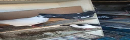 Pigeons birds for sale: Afghni pigeions in Southall - Advert 18