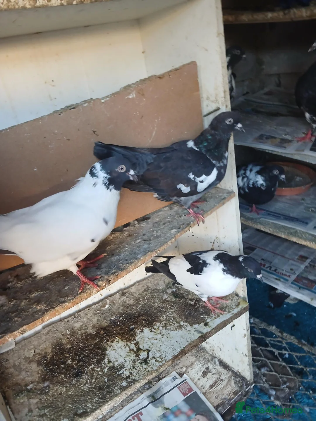 Pigeons birds for sale: Afghni pigeions in Southall - Advert 18
