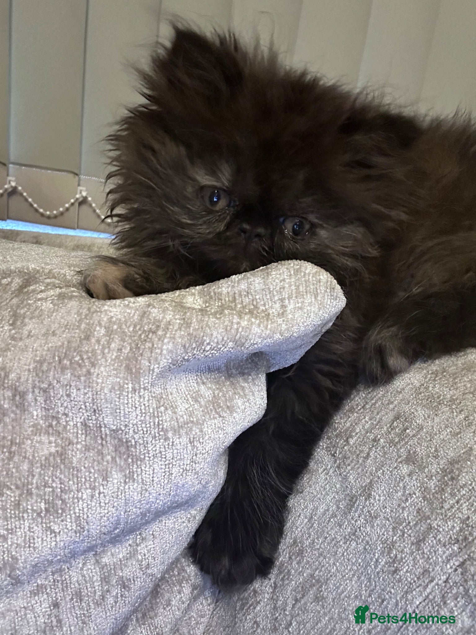 Persian cats Persian kittens looking for their forever home  - Advert 2