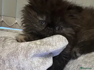 Persian cats Persian kittens looking for their forever home - Advert 2