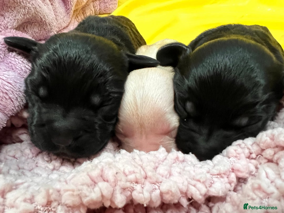 Mixed Breed dogs for sale: Bassett hound - Image 9