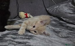 Mixed Breed cats for sale: Mixed breed kittens ready now.  - Image 4