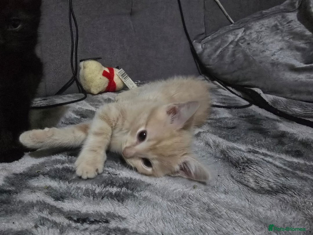 Mixed Breed cats for sale: Mixed breed kittens ready now.  - Image 4