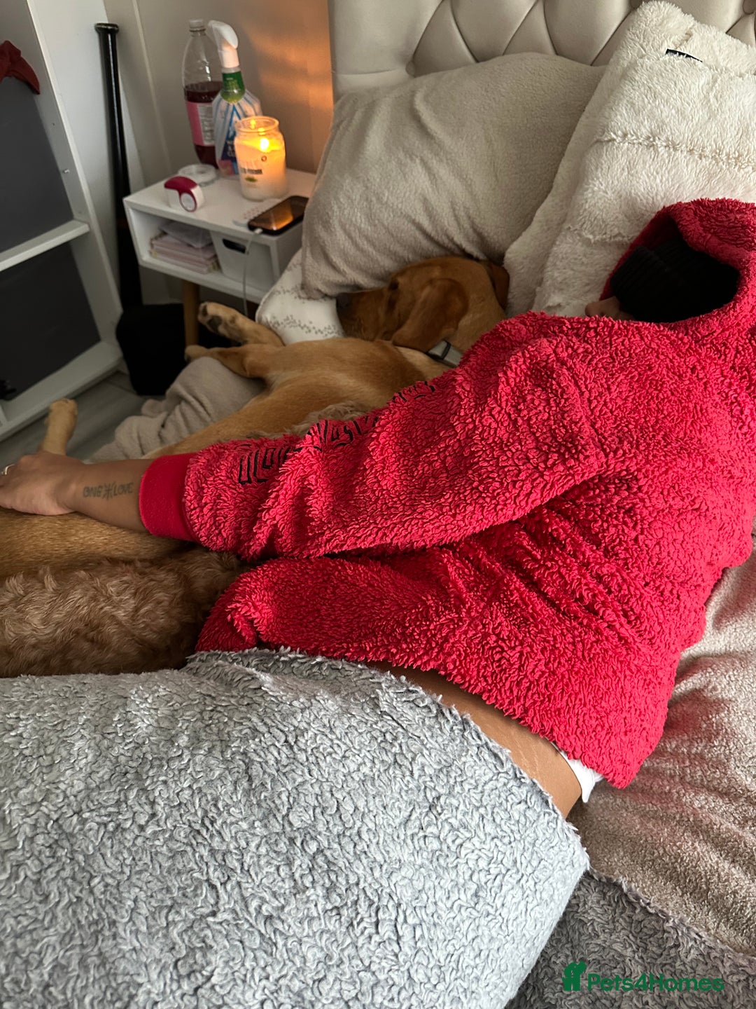 Labrador Retriever dogs for sale: Labrador retriever/aurora  - Advert 2