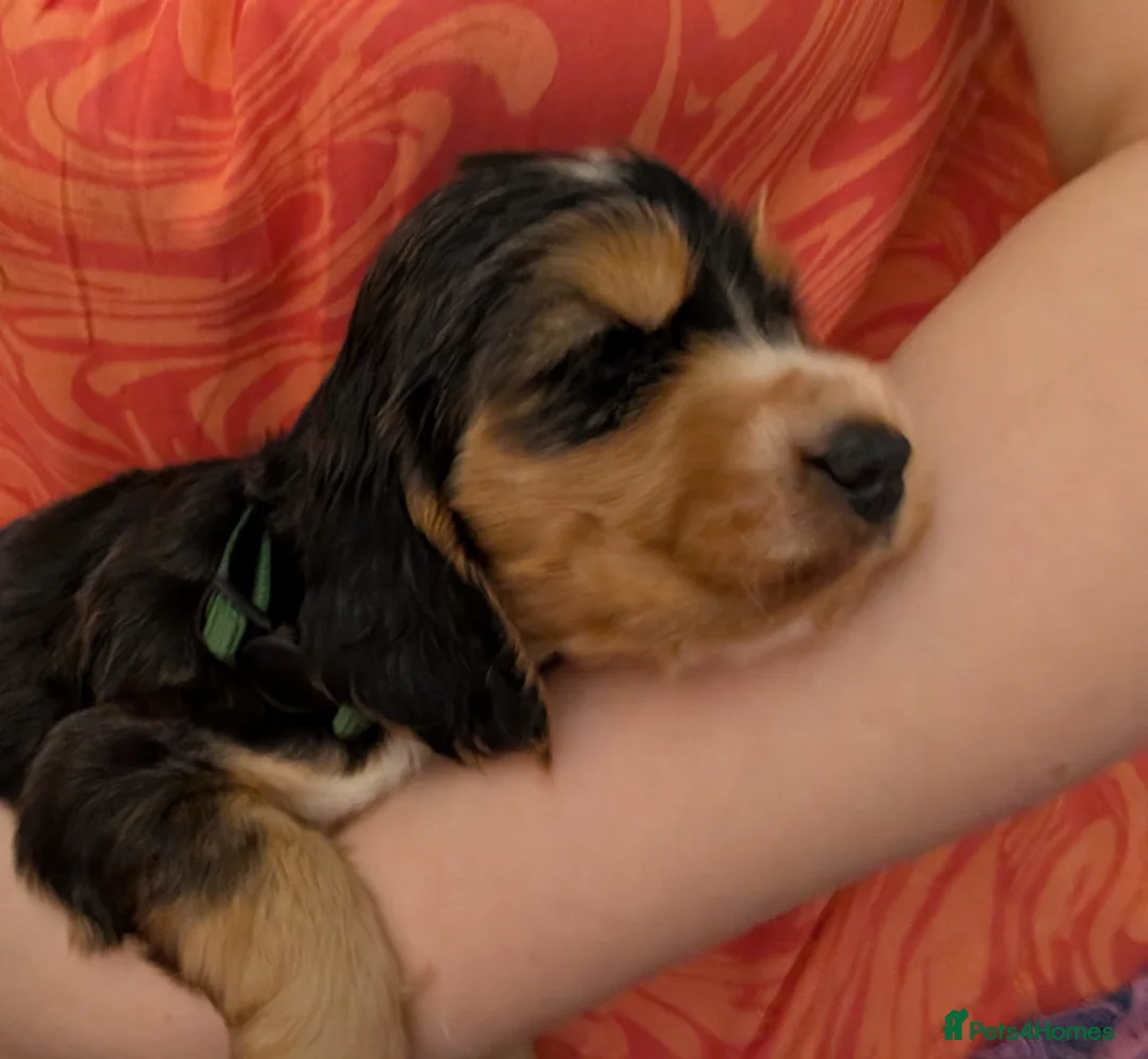 Cocker Spaniel dogs for sale: Kc Health Tested Show Type Cocker Spaniel Puppies - Advert 26