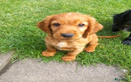 Cocker Spaniel dogs for sale: Cocker spaniel pups ready now - Image 11