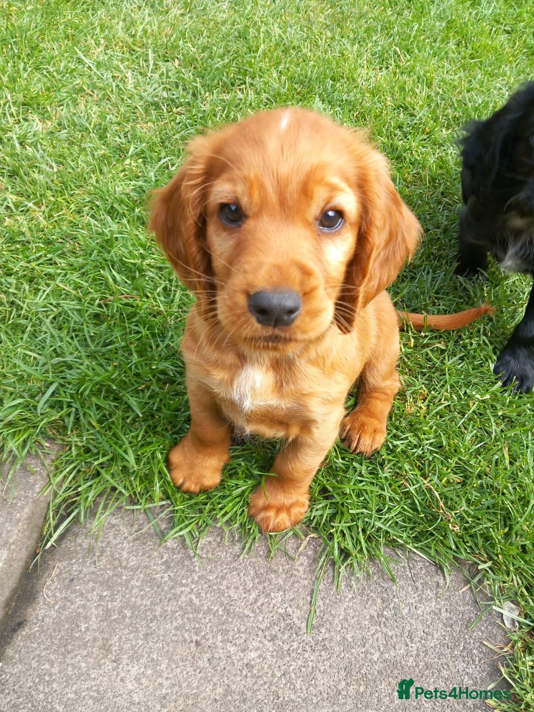 Cocker Spaniel dogs for sale: Cocker spaniel pups ready now - Image 11