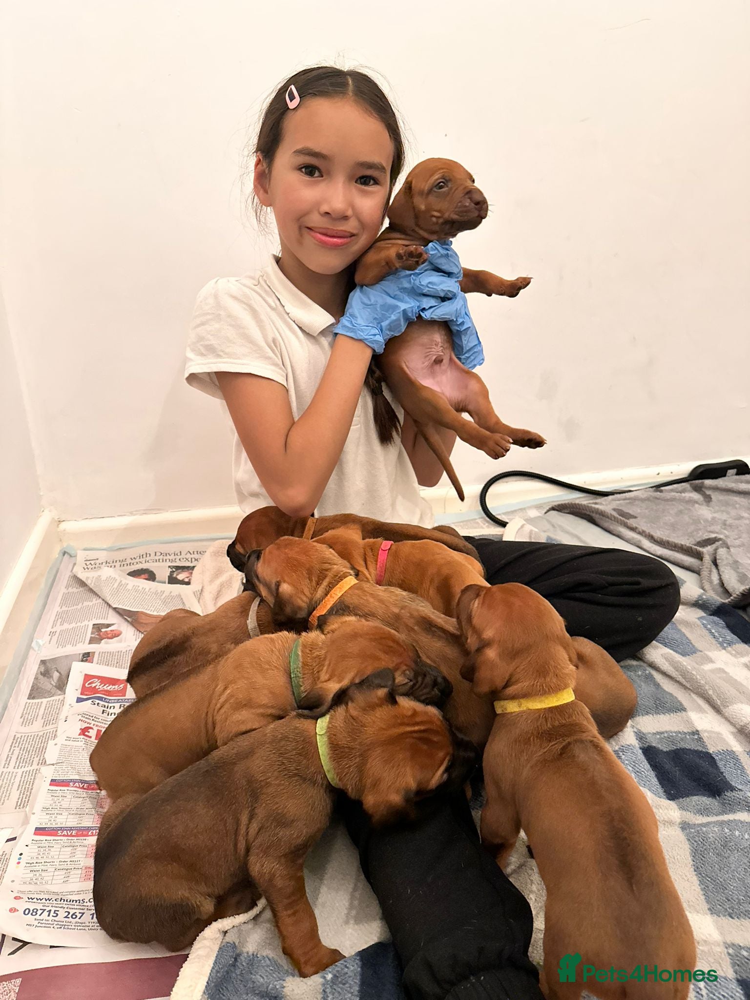 Rhodesian Ridgeback dogs for sale: Stunning KC Registered Rhodesian Ridgeback Puppies - Advert 4