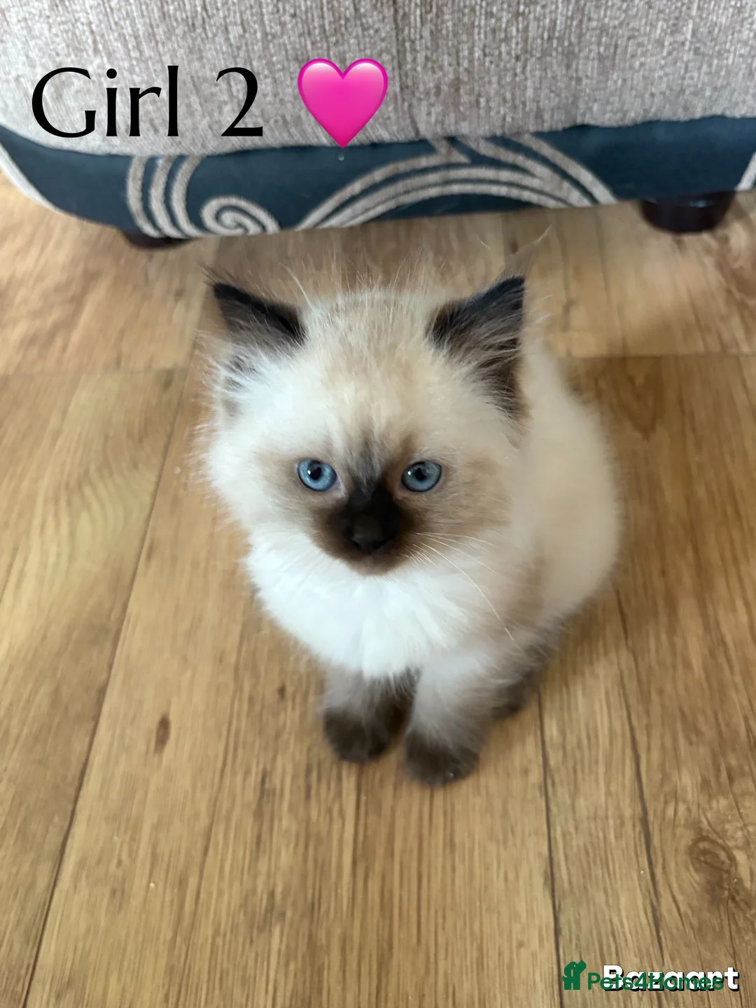 Ragamese cats for sale: Ragdoll X Siamese kittens Ragamese in Larbert - Advert 2