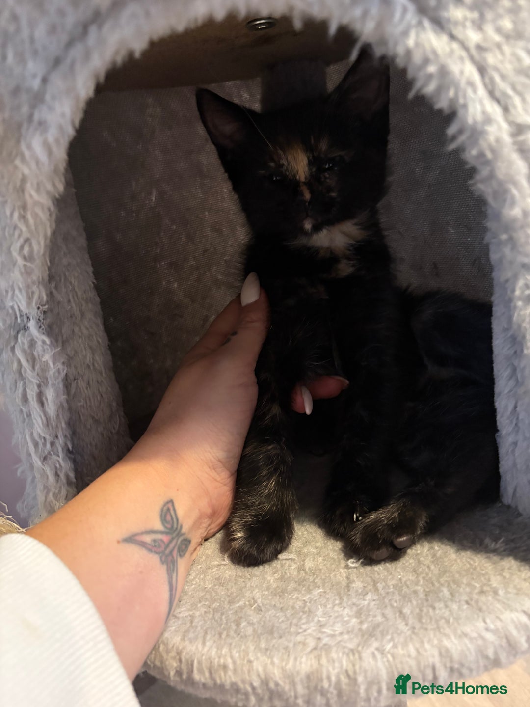 Mixed Breed cats for sale: One female kitten  - Image 3