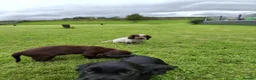 Cocker Spaniel dogs for sale: Working cocker spaniel pups  - Advert 7