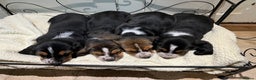 Basset Hound dogs for sale: Basset Hound puppies for sale - Advert 11