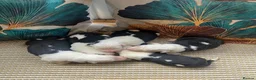Old English Sheepdog dogs for sale: Kc Registered Old English Sheepdogs  - Advert 2