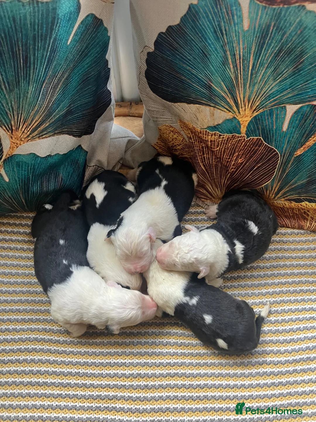 Old English Sheepdog dogs for sale: Kc Registered Old English Sheepdogs  - Advert 2