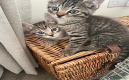 Bengal cats for sale: Cross bengal kittens  - Image 12