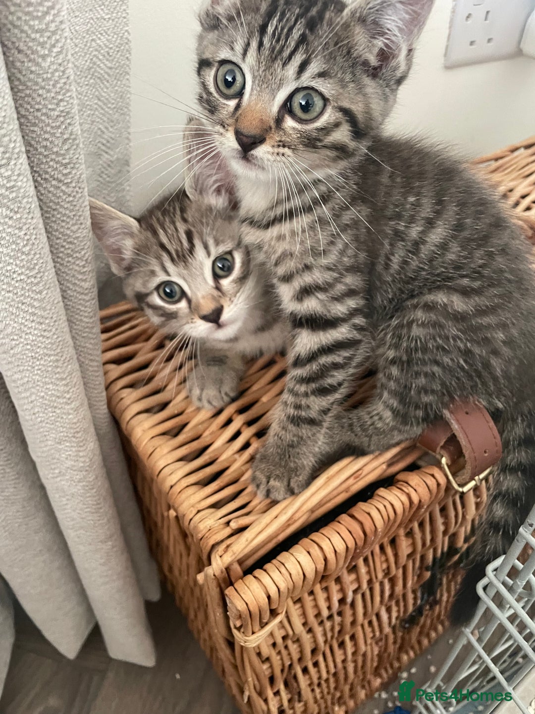 Bengal cats for sale: Cross bengal kittens  - Image 12