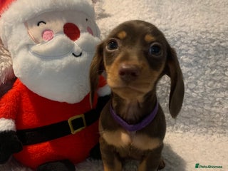 Miniature Dachshund dogs Pra clear true miniature dachshunds last girl - Advert 3