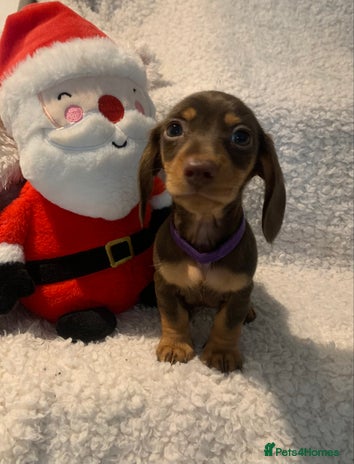 Miniature Dachshund dogs Pra clear true miniature dachshunds last girl - Advert 16