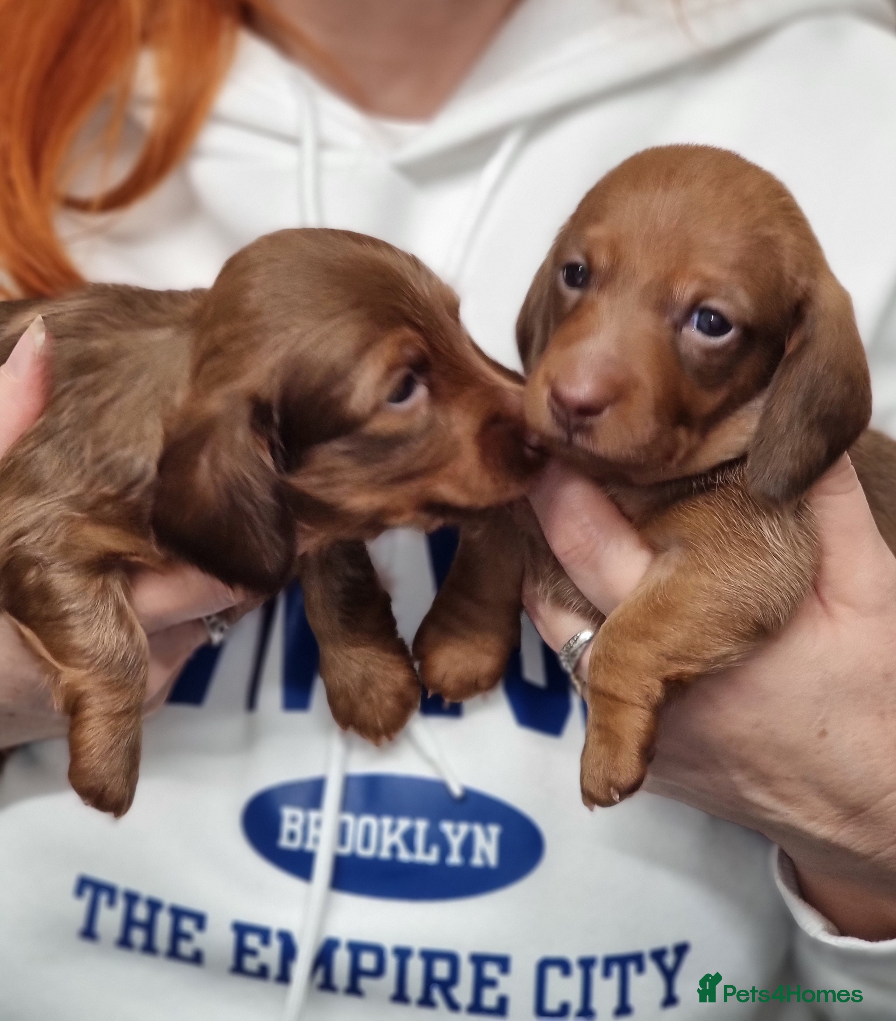 Miniature Dachshund dogs Beautiful  miniature  dachshund puppies for sale - Advert 14