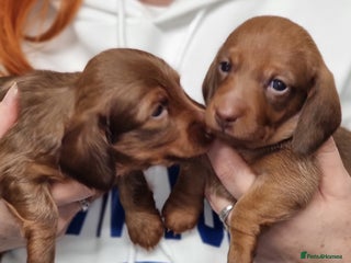 Miniature Dachshund dogs Beautiful miniature dachshund puppies for sale - Advert 13