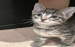 Mixed Breed cats for sale: Placid Tabby Girls  - Image 7