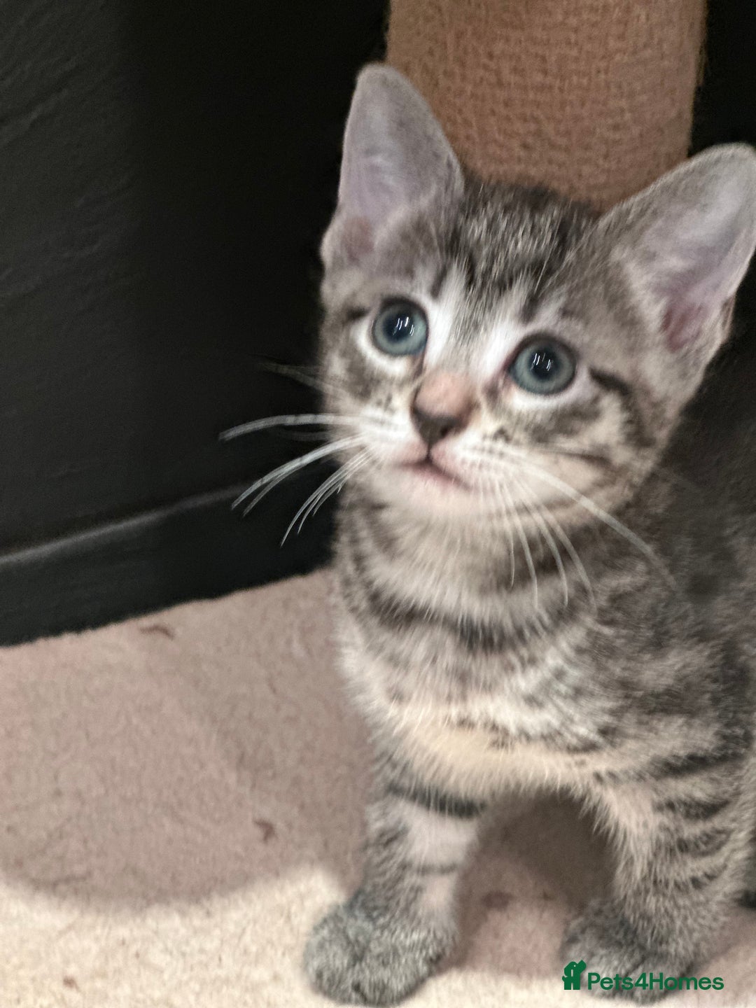 Mixed Breed cats for sale: Placid Tabby Girls  - Image 7