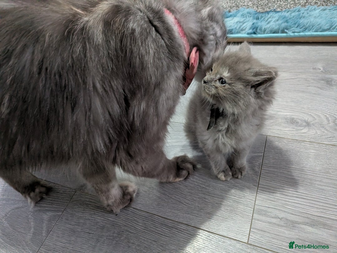 Maine Coon cats for sale: Mainecoon  x ragdolls - Advert 28