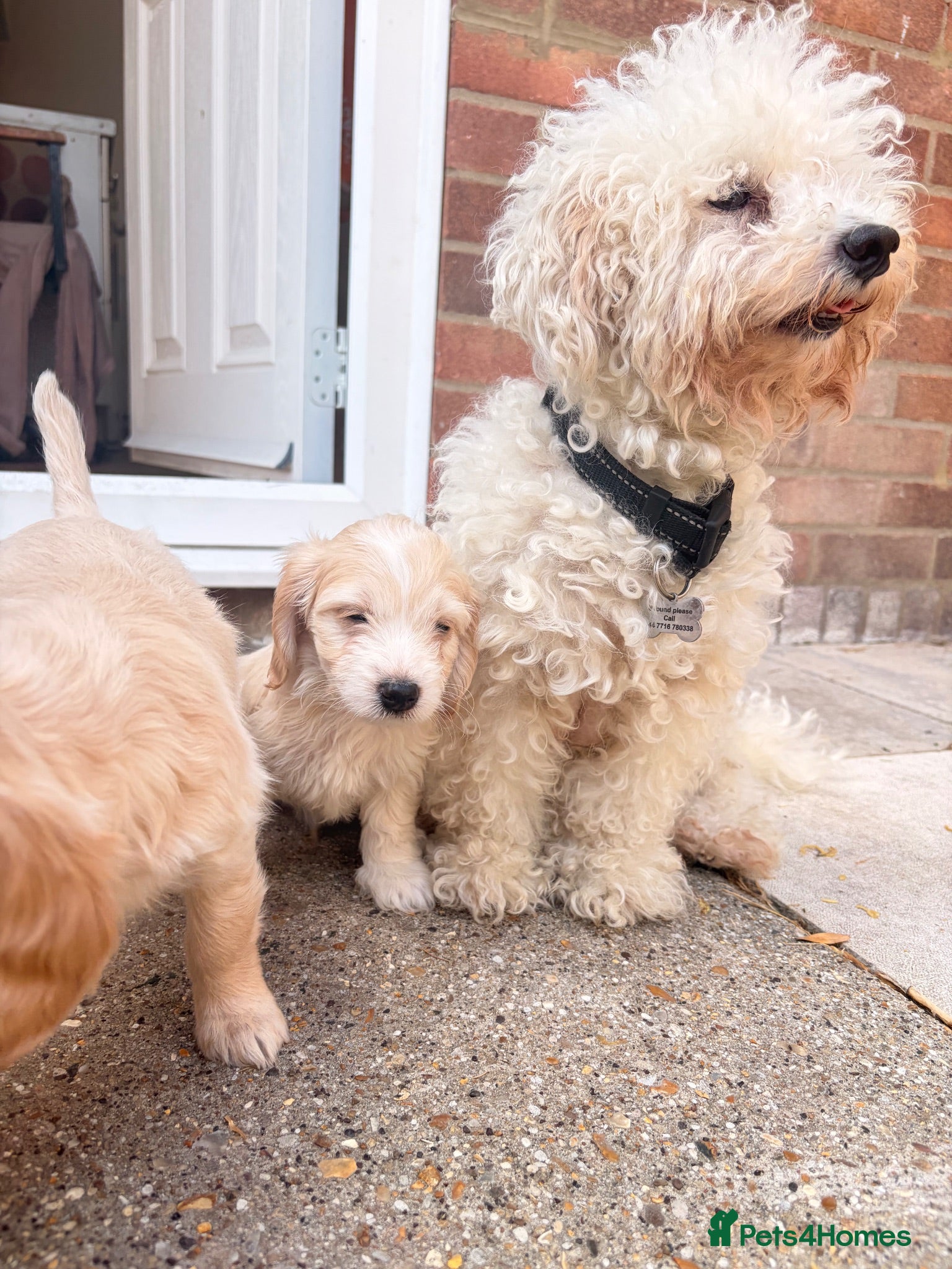 Cockapoo dogs Beautiful Cockapoo puppies available  - Advert 1
