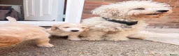 Cockapoo dogs for sale: Beautiful Cockapoo puppies available  - Advert 1