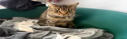 Mixed Breed cats for sale: Loving Homes Needed for Our Much-Loved Cats  in Pwllheli - Advert 3