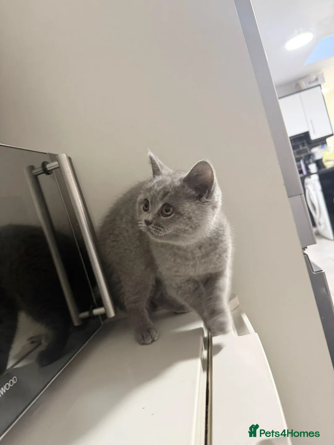 British Shorthair cats for sale: 3 month old british short hair pure breed - Advert 1