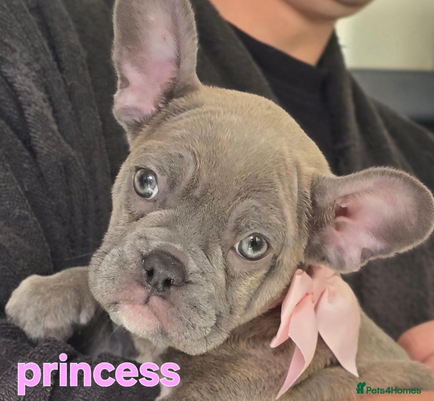 French Bulldog dogs 💙🐶French Bulldog Puppies💙🐶 - Advert 1