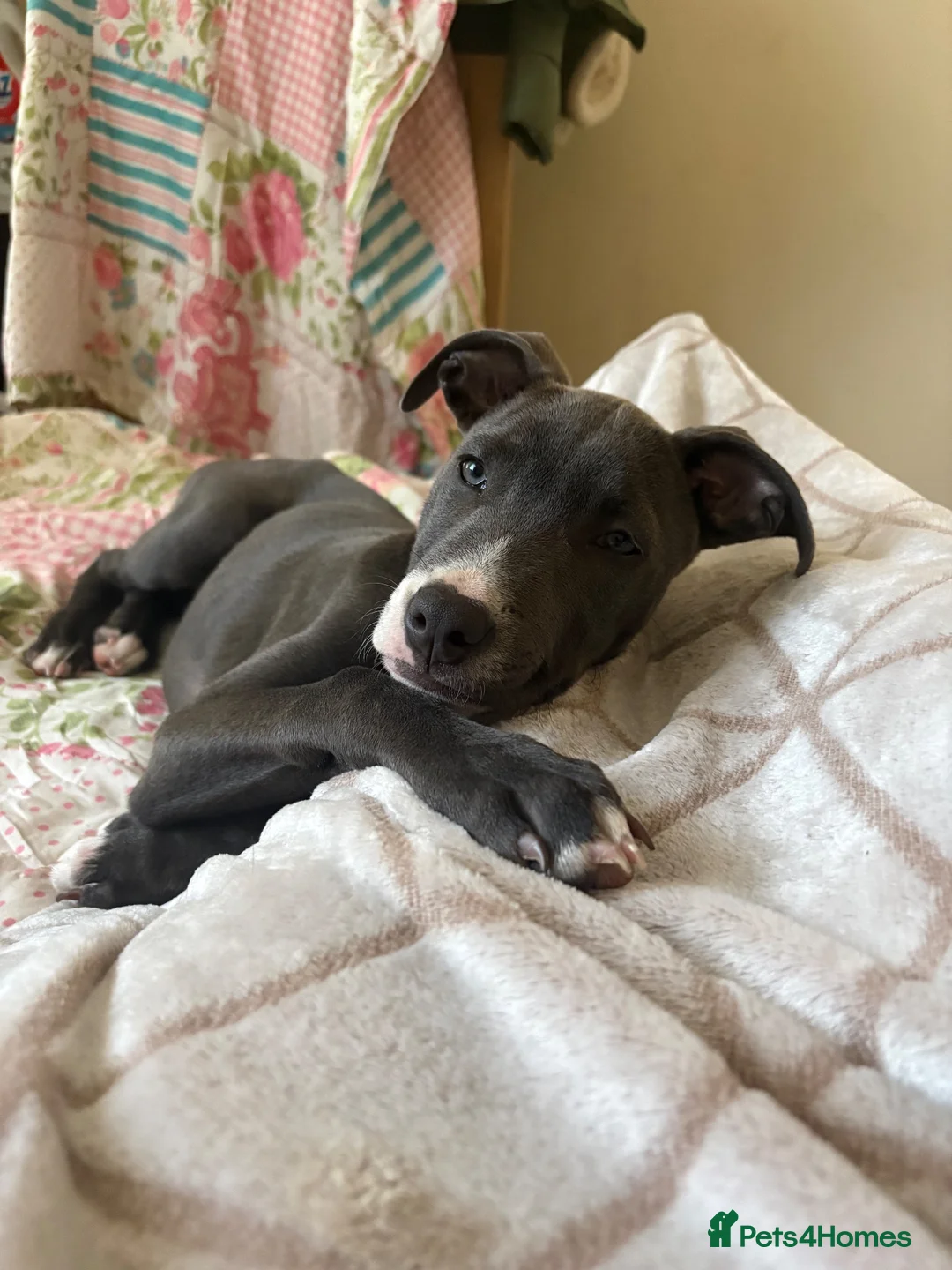 Mixed Breed dogs for sale: 13 weeks bull cross x Dutch herder in Middlesbrough - Advert 1
