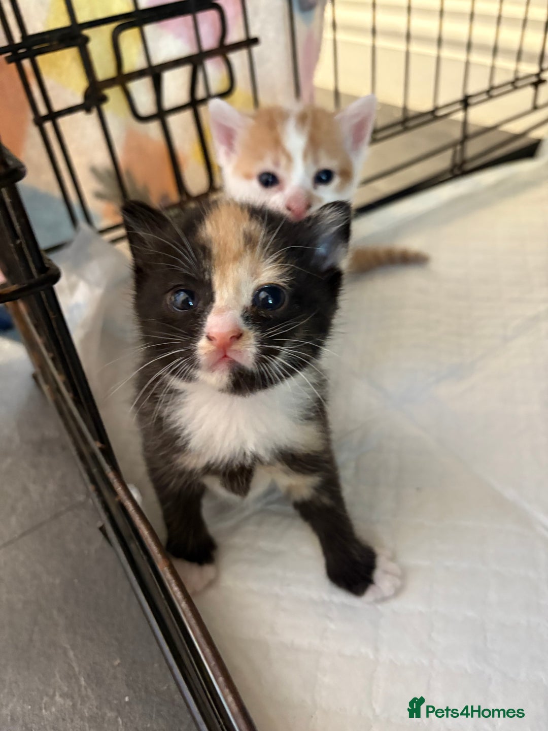 Mixed Breed cats for sale: Gorgeous ginger n mixed colour kittens - Image 15