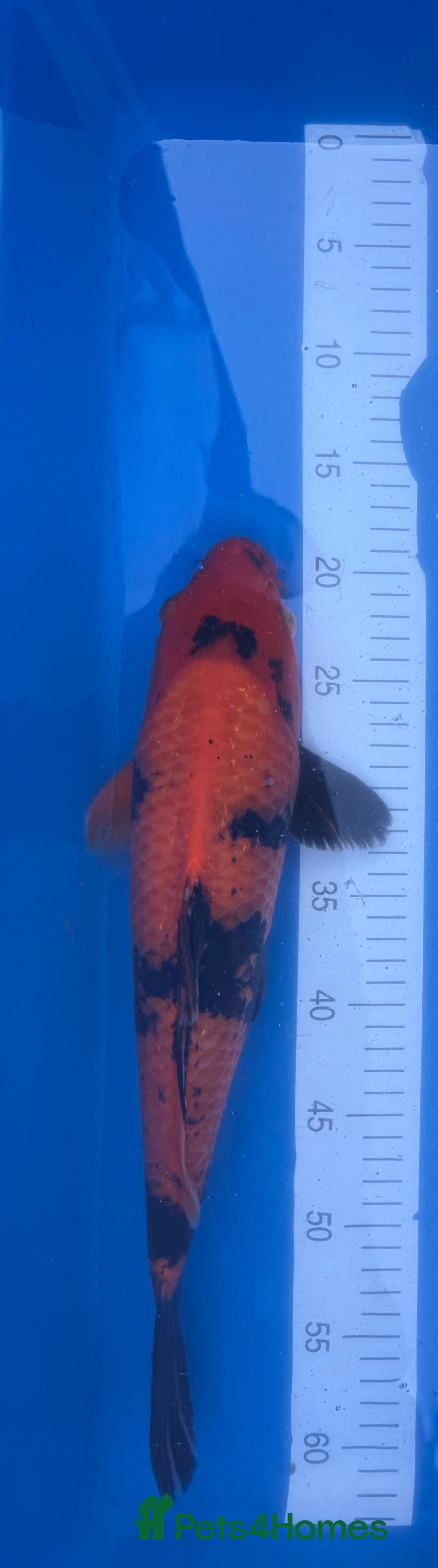 Koi Carp fish Hi Utsuri - Advert 5