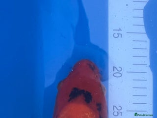 Koi Carp fish Hi Utsuri - Advert 5