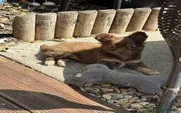 Chihuahua dogs for sale: Beautiful long hair Chihuahua girl for sale - Image 7