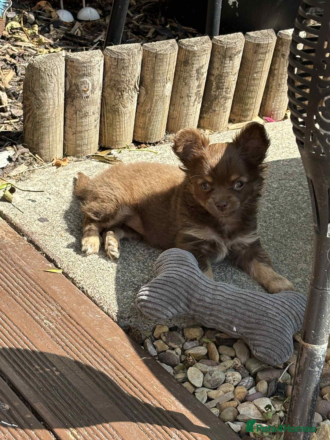 Chihuahua dogs for sale: Beautiful long hair Chihuahua girl for sale - Image 7