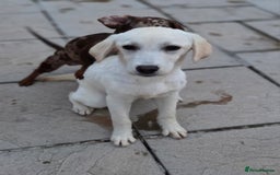 Labrador Retriever dogs for sale: Kc registered champagne girl left - Image 2