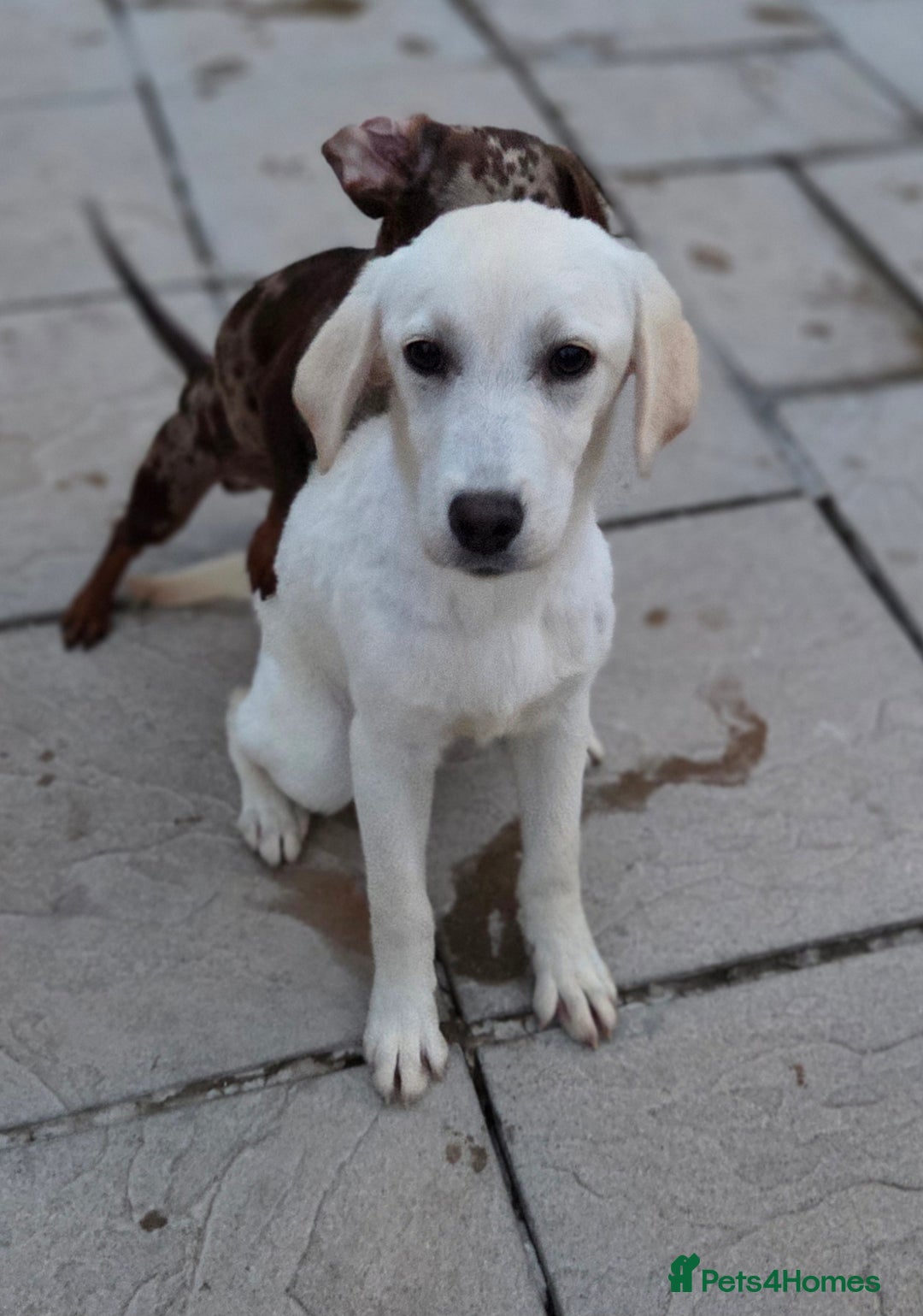 Labrador Retriever dogs for sale: Kc registered champagne girl left - Image 2